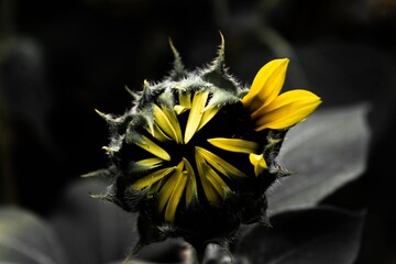 eyed susan