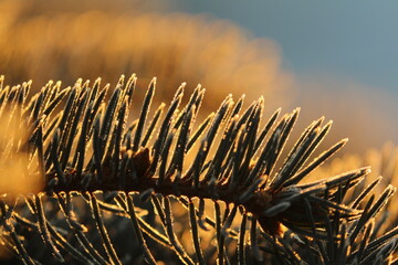 Wall Mural - The frosty needles of a blue spruce gilded by the rising sun against the background of the blue pink morning sky in winter. Sun glare on the branches of a fir tree covered with frost.