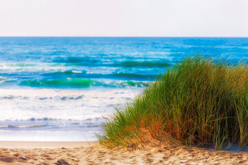 Mound of grass on sandy ocean beach