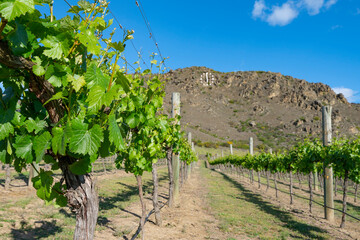 Poster - Grape vine rows leading to distant hills.