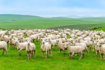 Wall Mural - Recently shorn lambs running into and through a small green valley