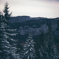 Wall Mural - a snowy mountain with trees