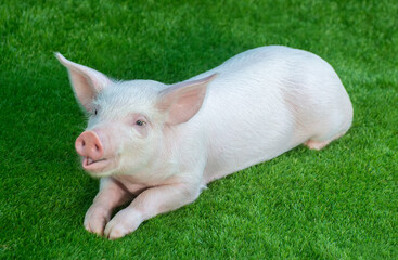 Little pig lies on green grass