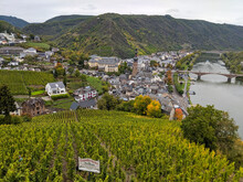 Vineyard In Cochem Germany