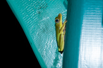 Poster - Vertical shot of a green frog, eyes looking sideways, sitting on a blue surface