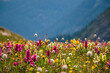 © Newman Photo - Wildflowers in the Colorado mountains near Silverton