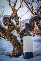 vineyard in winter with snow and bottle of red wine on the vines