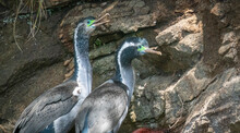 New Zealand Spotted Shag In Breeding Plumage At Colony Nesting Site Off Stewart Island.