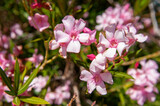 Fototapeta Storczyk - pink oleander flowers