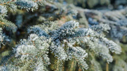 Wall Mural - Branches of blue spruce is covered with snow