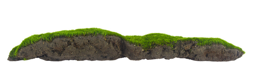 Wall Mural - Green moss isolated on white background close up.