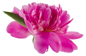 Poster - Pink peony flower isolated on white background.