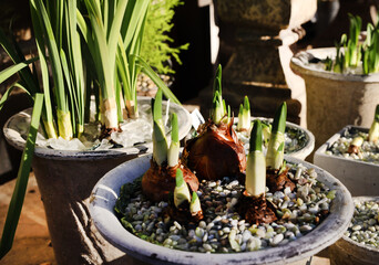 Canvas Print - potted daffodil bulbs 