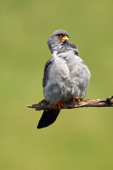 Sticker - The red-footed falcon (Falco vespertinus), formerly western red-footed falcon sitting on the branch with green background. The little falcon cleans its feathers on its chest.