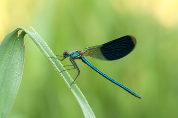 Early in the morning, Calopteryx splendens on a blade of grass dries its wings from dew under the first rays of the sun before flight