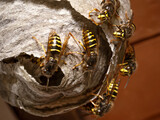 The median wasp (Dolichovespula media) macro. Wasps on the nest surface. Nest under the eaves of building Place for text.