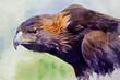 Hand drawn watercolor red tailed eagle illustration Premium Vector