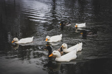 Closeup Shot Of American Pekin Duck Swimming On The Pond