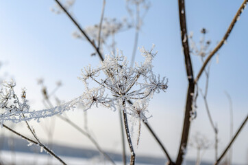 Hoar frost covered angelica. White angelica. Frozen plant in the field. Inflorescence umbrella. Snow white plant. Snowflakes. Winter patterns. Icicles. Snow crystals.