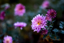 Autumn Frozen Frosty Pink Flowers And Dark Color Background In Fall Morning Garden