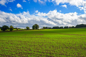 Poster - Green farm field at sunny day in United Kingdom