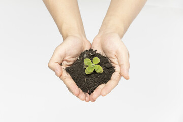 Poster - Closeup shot of hands holding the soil and a plant - concept of saving the Earth