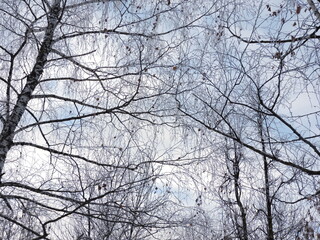 Wall Mural - trees in winter