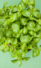 Wall Mural - Pot of basil from above. Studio photo isolated on green background. Selective focus on object