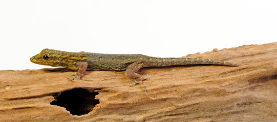 Sticker - Gelbkopf Zwerggecko // Painted Dwarf Gecko (Lygodactylus picturatus)