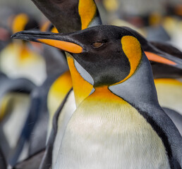 Wall Mural - close up of king penguin adult in mating breeding plumage.