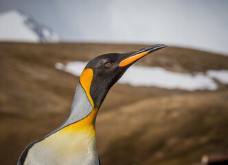 Wall Mural - close up of king penguin in its bright orange breeding plummage in spring