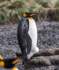 Wall Mural - female king penguin holds its egg in a pouch near bottom of its body.