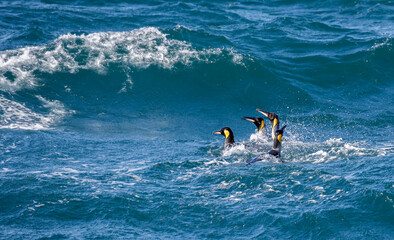 Wall Mural - four king penguins swim through the rough seas to get to st. andrews bay in south georgia