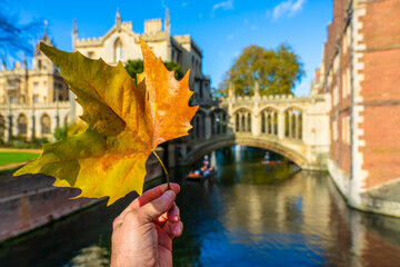 Poster - Male hand holding beautiful multicoloured maple leaf during autumn season in Cambridge city. UK