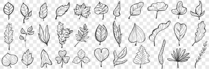 Wall Mural - Leaves doodle set. Collection of hand drawn beautiful fallen leaves of different shapes and forms isolated on transparent background. Illustration of nature plant and trees leaves variation 