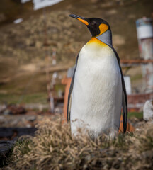 Wall Mural - large, adult king penguin posing and looking left