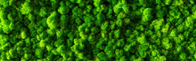 Decorative Moss For Interior Decoration. Design Moss Elements Background Close Up