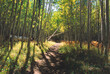 Aspen Grove Trail in Early Fall with Yellow Colors in San Francisco Peaks Natural Area Flagstaff Arizona USA. 