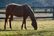 Golden horse grazing in sunlight