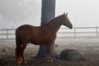 Beautiful horse in the fog
