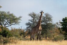Giraffe (Giraffa Giraffa) Moving Through Grass And Trees In The Timbavati Reserve, South Africa