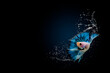 color fish jumping out of water splash on black background