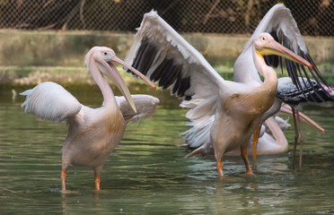 Great White pelican bird spreading its wings in a wildlife sanctuary in India