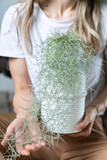 Fototapeta  - Woman hands holding a Spanish moss (Tillandsia usneoides) in white ceramic vase in home garden. 