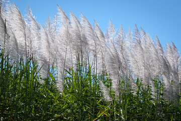 Wall Mural - a field of tall grass