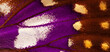 A macro photo, a background of a purple wing of a butterfly