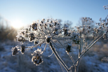 Poster - Frozen grass and plants in the field during sunset.