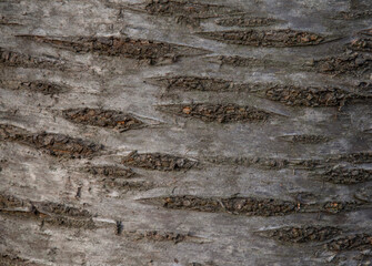 Cherry tree trunk. Detail of a bark. Close up.  