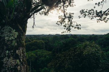 Wall Mural - a view of a forest