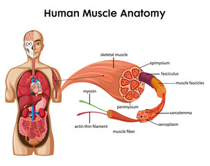 Wall Mural - Human Muscle Anatomy Infographic With Body Anatomy